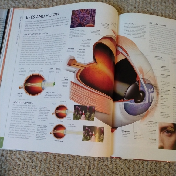 DK The Human Body: An Illustrated Guide to Its Structure, Function and Disorders - Picture 3 of 4